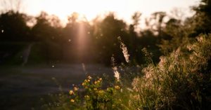 Prick test allergeni