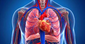 Che cos'è l'apparato cardiocircolatorio