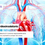 Apparato cardiocircolatorio: cos'è e a che cosa serve