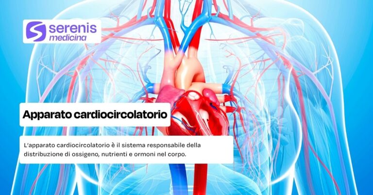 Apparato cardiocircolatorio: cos'è e a che cosa serve