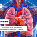 Apparato respiratorio: cos'è e a che cosa serve