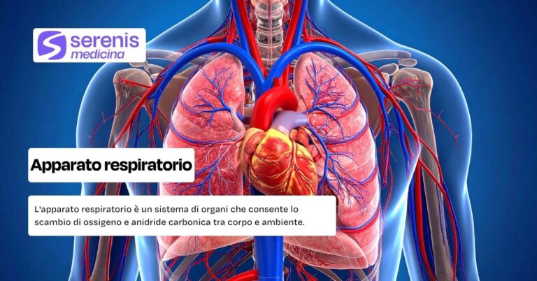Apparato respiratorio: cos'è e a che cosa serve