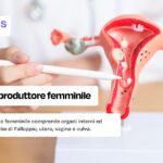 L'apparato riproduttre femminile