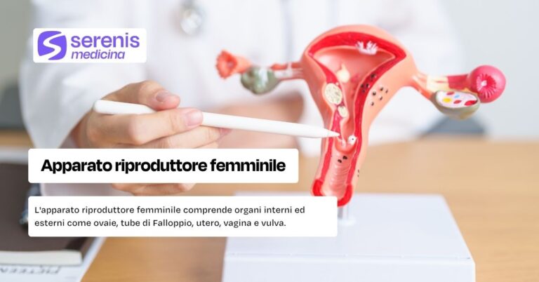 L'apparato riproduttre femminile