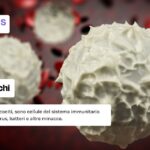 Globuli bianchi: cosa sono?