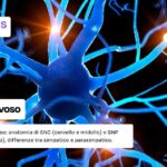 Che cos'è il sistema nervoso?