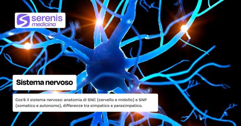 Che cos'è il sistema nervoso?