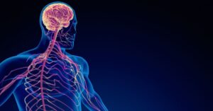 Che cos'è il sistema nervoso?